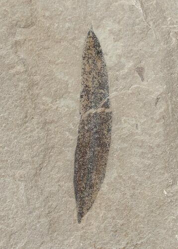 Fossil Caesalpinia Leaf - Green River Formation #16316